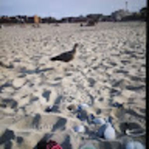 Meet your Posher, Ruby